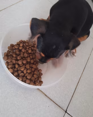 2 cucciolotti molto vivaci + 3 piccoli angeli