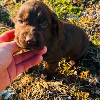 Cocker spaniel inglese cucciola