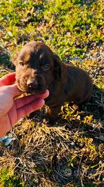 Cocker spaniel inglese cucciola