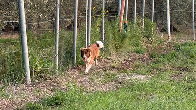 Border collie