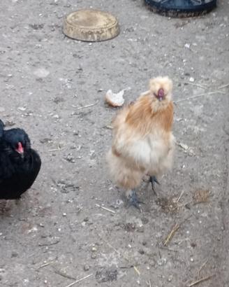 Gallo Moroseta