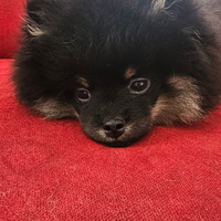 Cuccioli di pomerania con pedegree