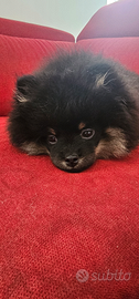 Cuccioli di pomerania con pedegree