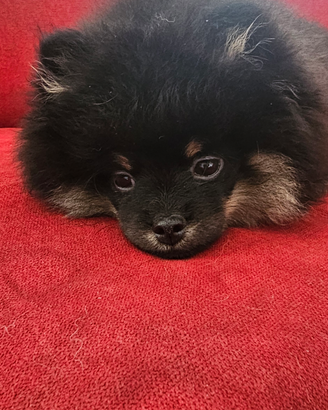 Cuccioli di pomerania con pedegree