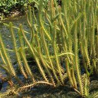 Piante di Myriophyllum crispatum