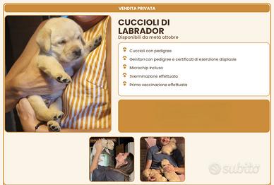 Cuccioli labrador maschi color miele