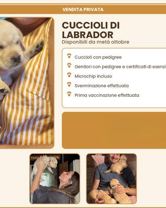 Cuccioli labrador maschi color miele