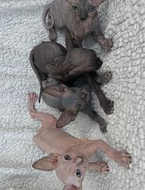 Sphynx