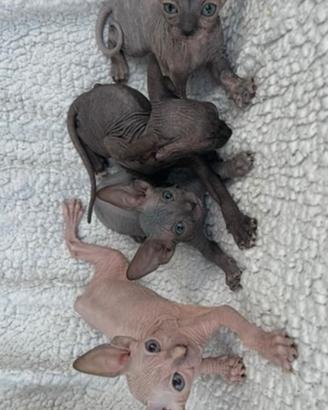 Sphynx