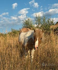 Pony intero di 3 anni