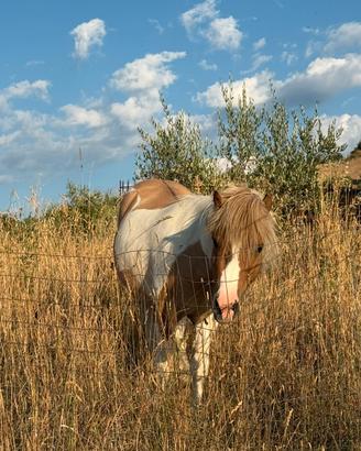 Pony intero di 3 anni