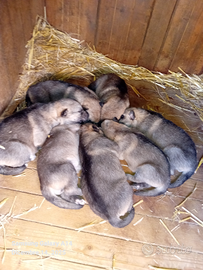 Cuccioli di cane lupo cecoslovacco