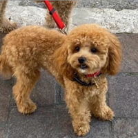 Barboncino toy red maschio per accoppiamento