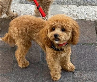 Barboncino toy red maschio per accoppiamento