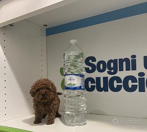 Barboncini mini toy red subito disponibili