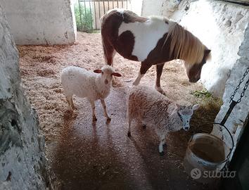 Chi può interessare