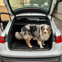 Audi A6 allroad 3.0 TDI 245 CV S tronic Business p