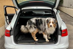 Audi A6 allroad 3.0 TDI 245 CV S tronic Business p