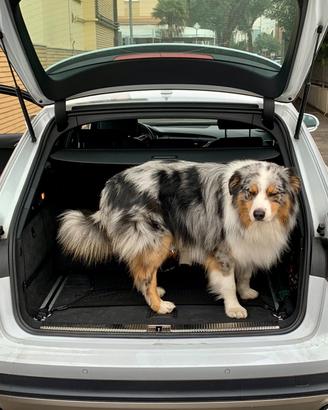 Audi A6 allroad 3.0 TDI 245 CV S tronic Business p