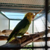 Coppia amazzone oratrix