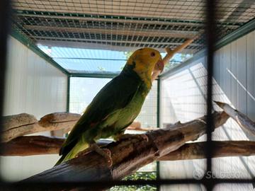 Coppia amazzone oratrix