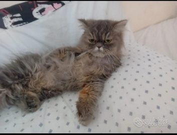 Gatto persiano con pedigree