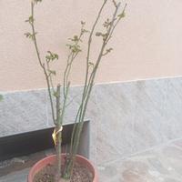 rosa rampicante gialla