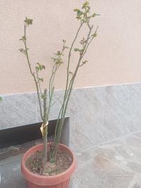 rosa rampicante gialla