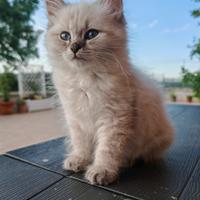 Gatti siberiani