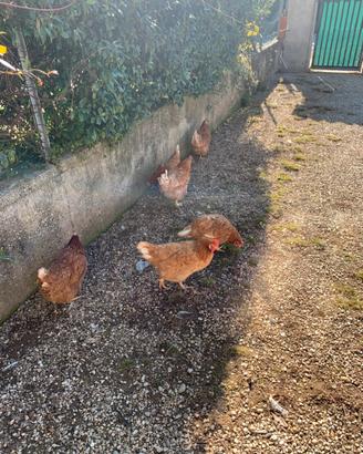Galline
