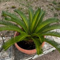 Cycas 35 cm