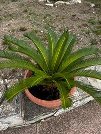 Cycas 35 cm