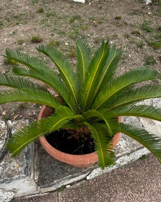 Cycas 35 cm