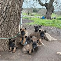 Pastore belga malinois