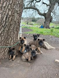 Pastore belga malinois
