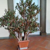 Pianta crassula ovata 28 anni h 140 cm