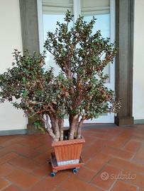 Pianta crassula ovata 28 anni h 140 cm