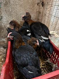 Marans