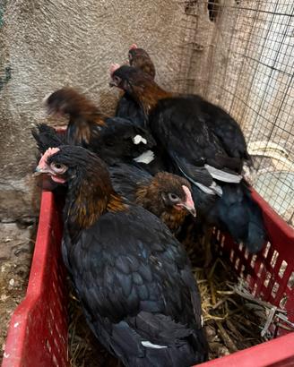 Marans