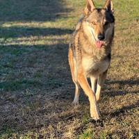Cane lupo cecoslovacco disponibile per monta