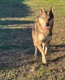 Cane lupo cecoslovacco disponibile per monta