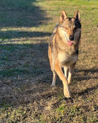 Cane lupo cecoslovacco disponibile per monta