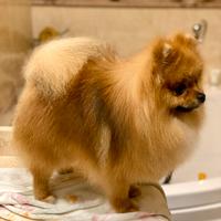 Spitz di Pomerania nano