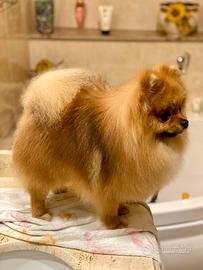 Spitz di Pomerania nano