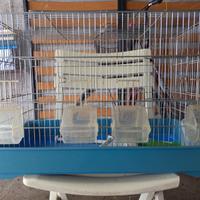 Gabbia per canarini 59x29 altezza 37 cm