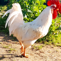 Gallo livornese
