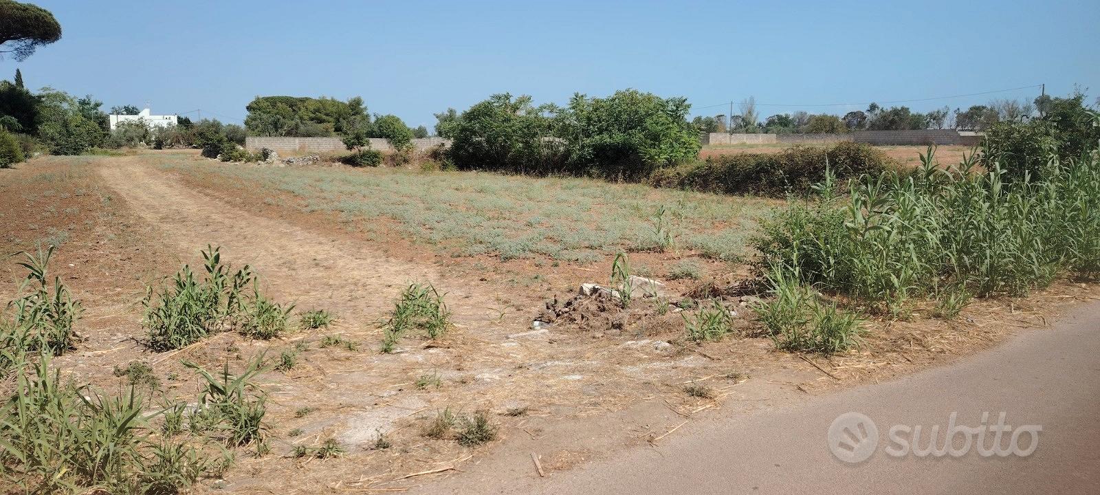 Capannone rurale e terreno coltivabile San Cesario - Vista 4