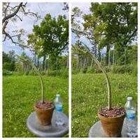 Caudex cactus fiore pianta lotto