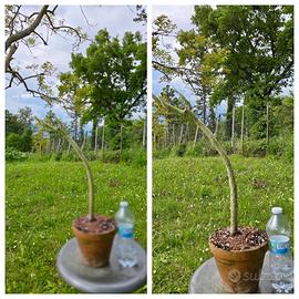 Caudex cactus fiore pianta lotto