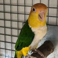 Caicco testa arancio